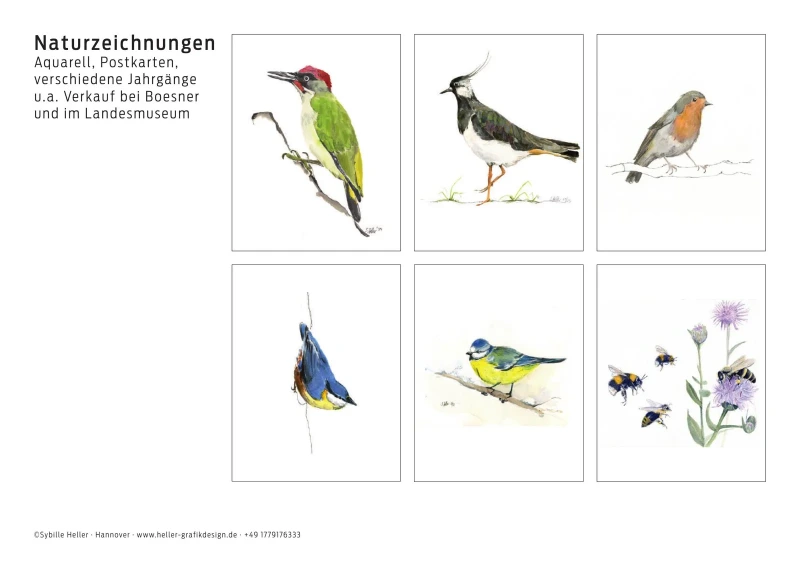Aquarellstudien von Vögeln, Insekten und Pflanzen als Beispiel für die Motiventwicklung